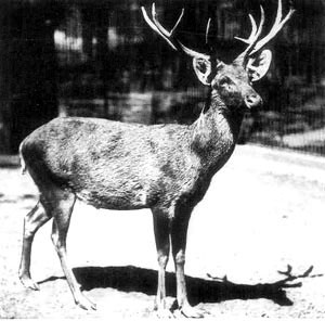 Schomburgk's deer