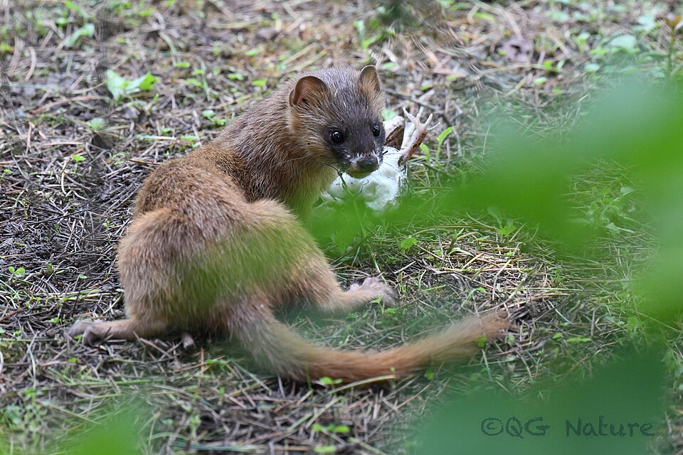 Siberian weasel