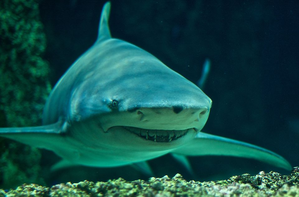 sicklefin lemon shark