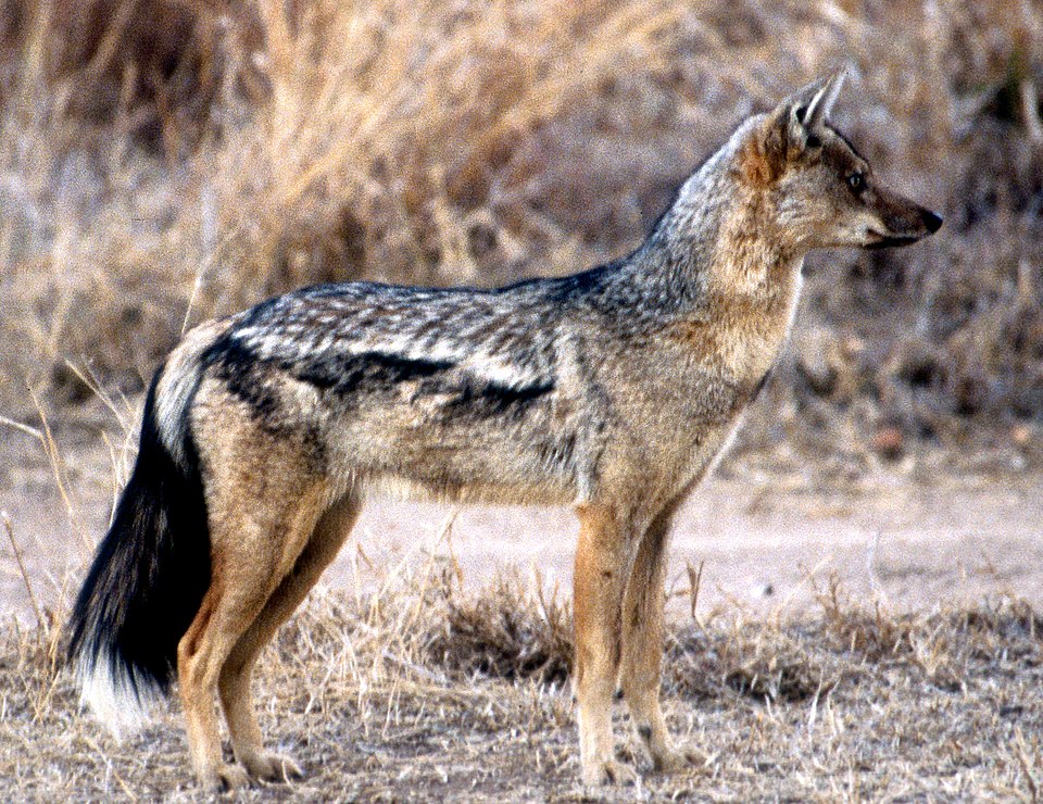 side-striped jackal