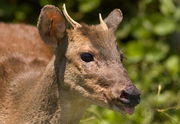Small red brocket