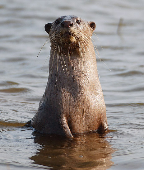 smooth-coated otter