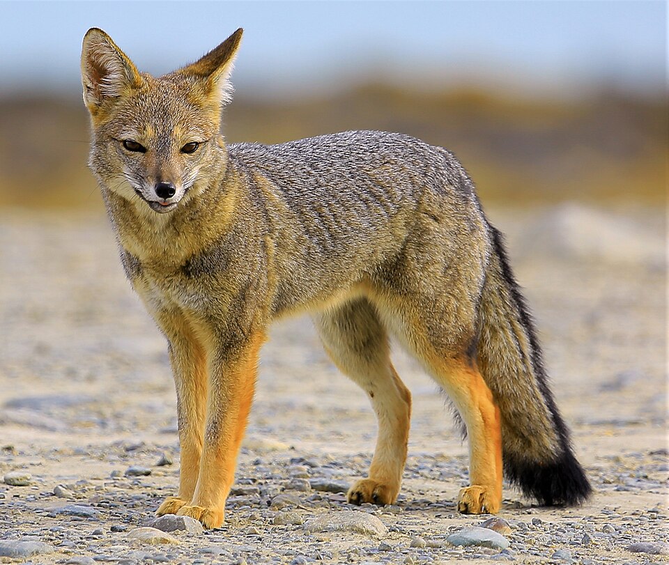 South American gray fox