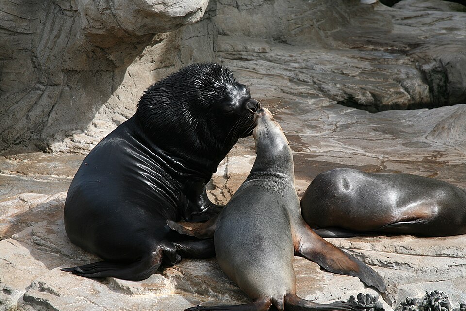South American sea lion