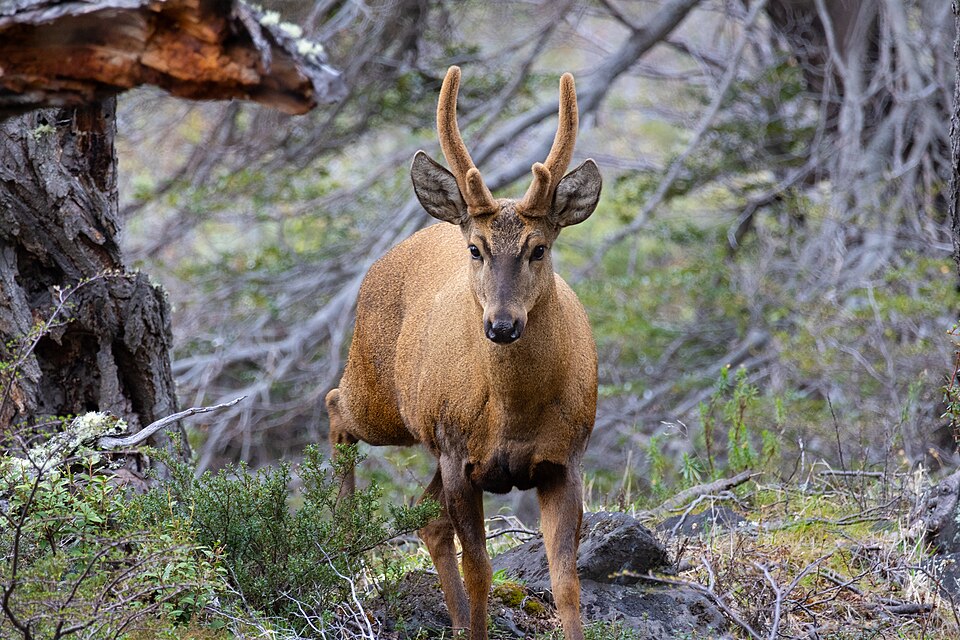 South Andean deer