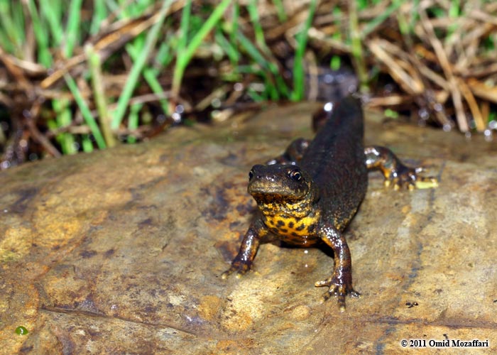 Southern crested newt