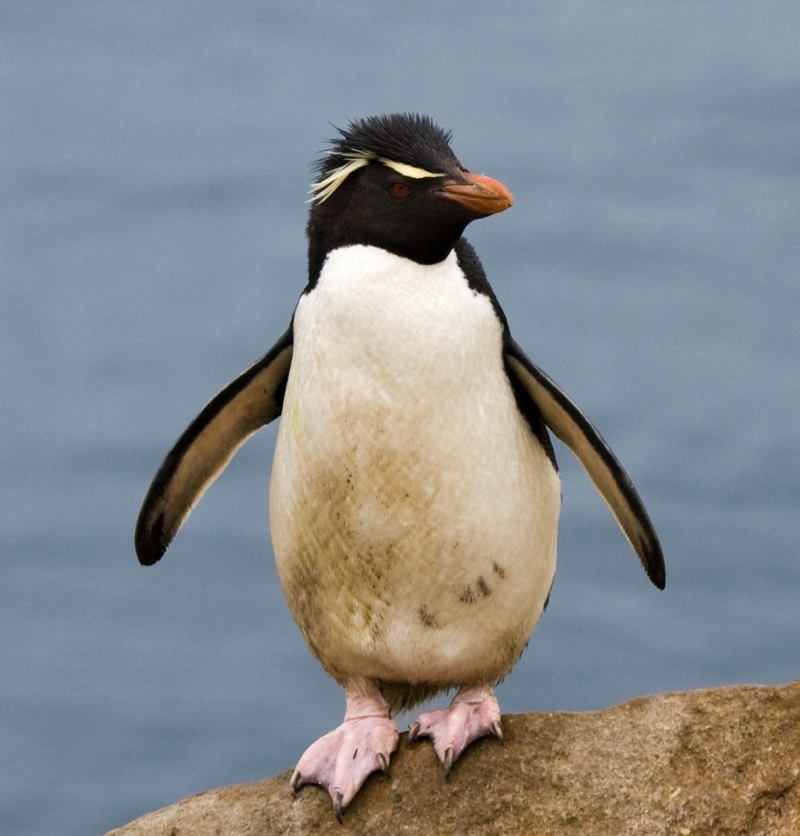Southern Rockhopper Penguin
