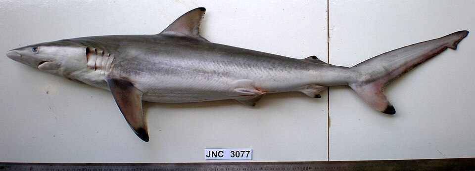 Spinner shark