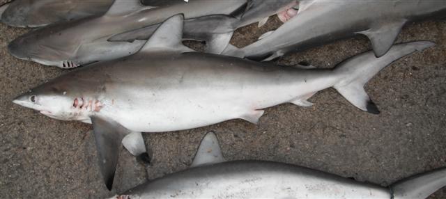 Spot-tail shark