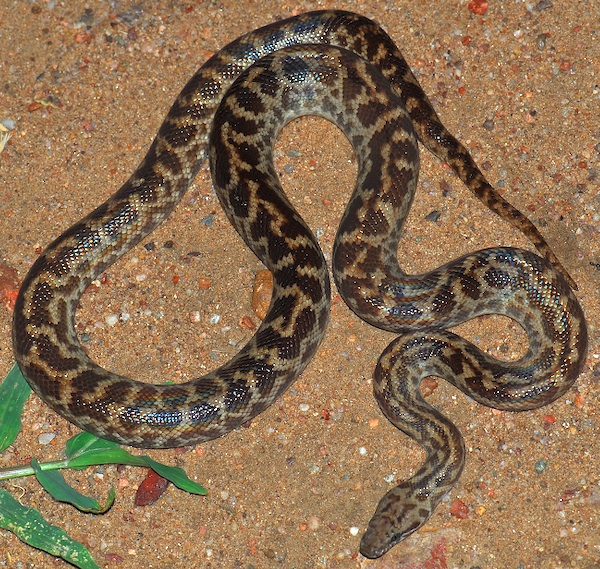 Spotted python