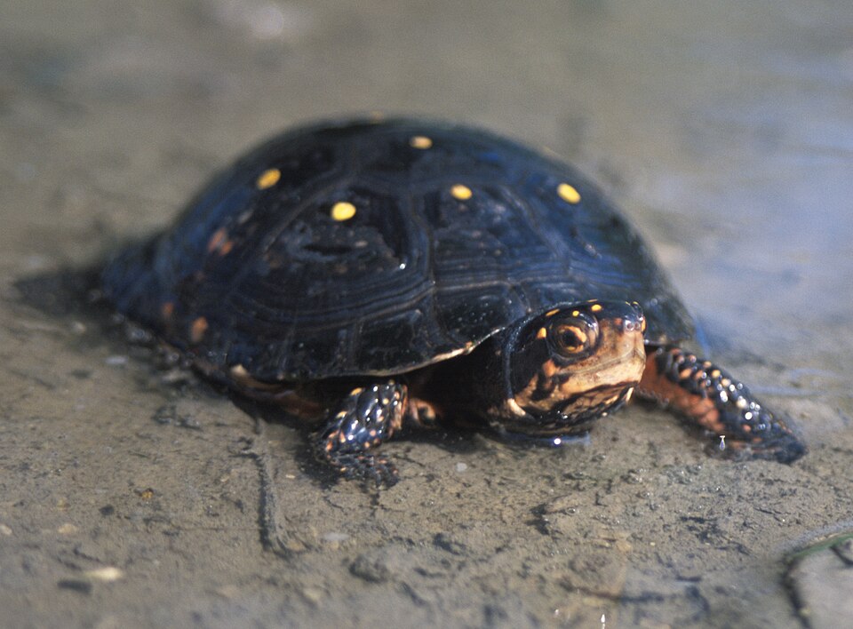 spotted turtle