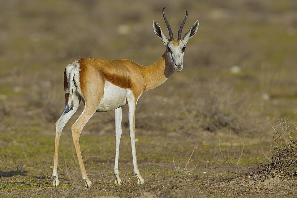 springbok