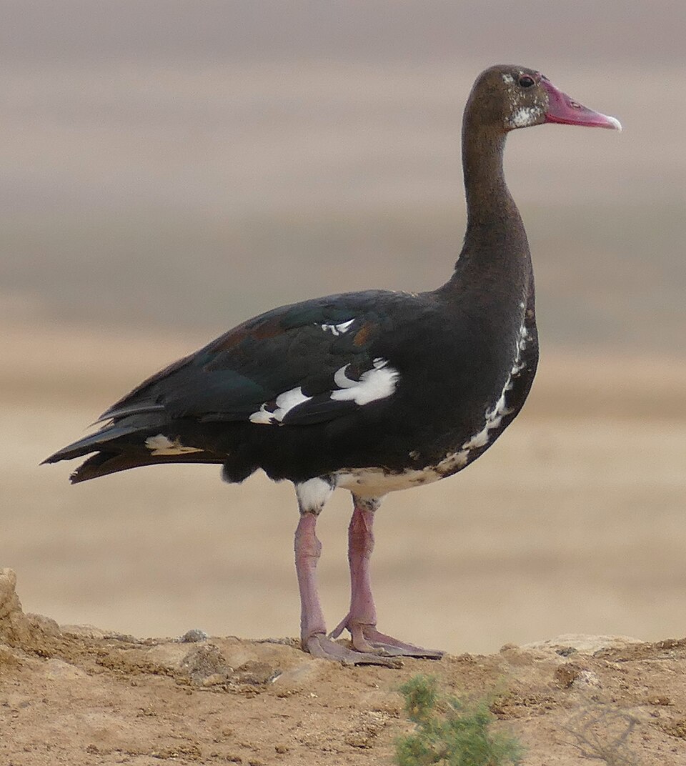 Spur-winged Goose