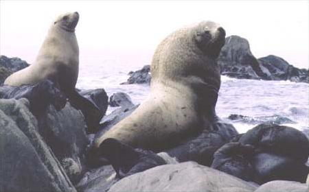 Steller's sea lion