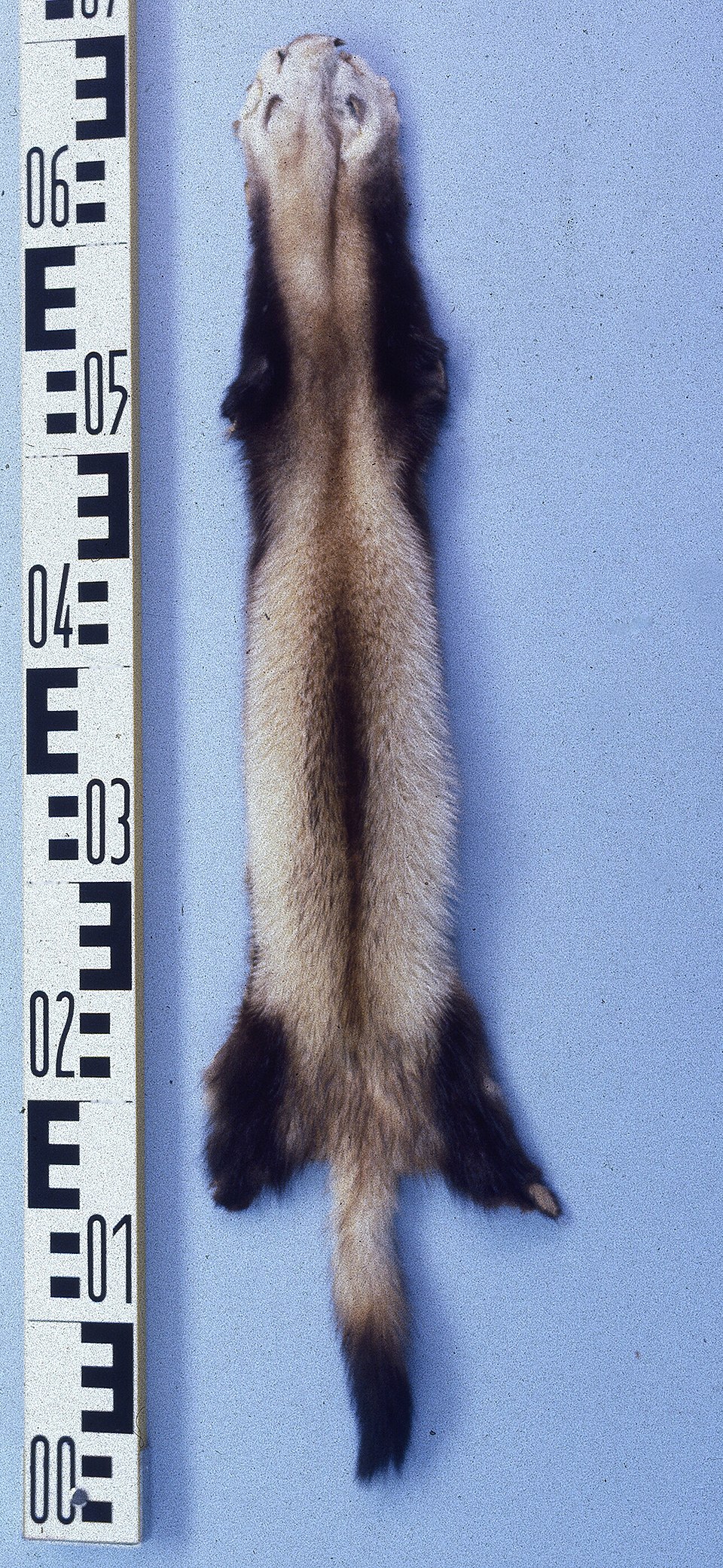 Steppe polecat