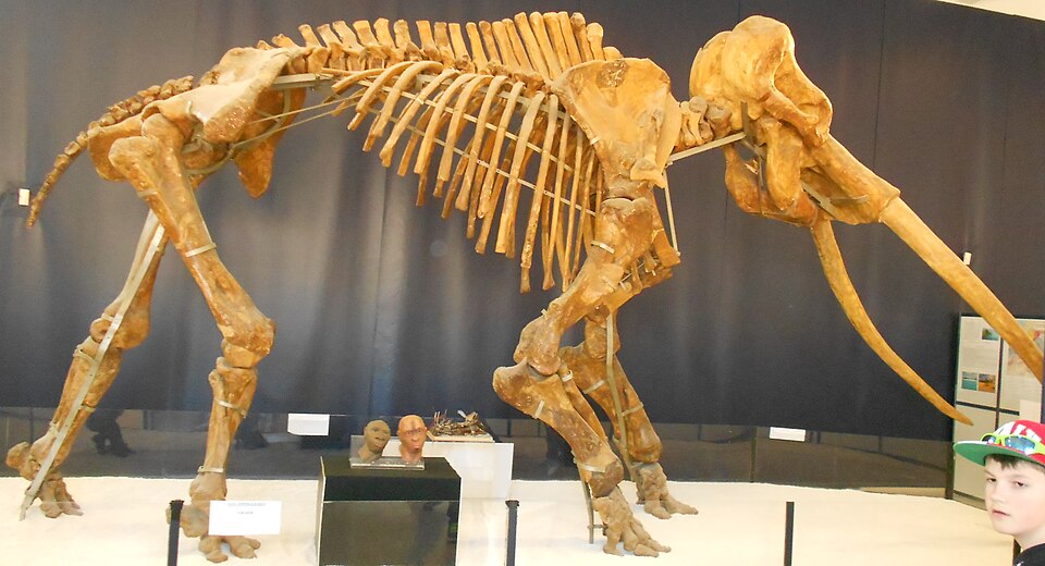 straight-tusked elephant