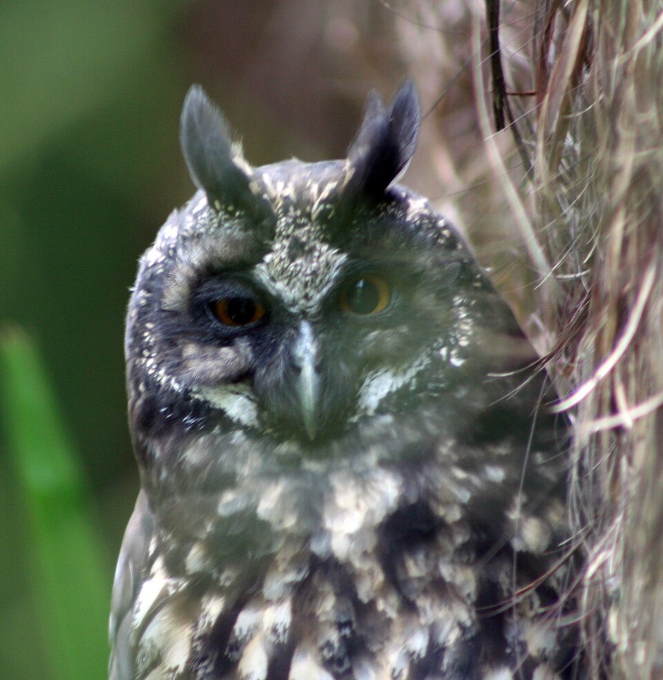 Stygian Owl