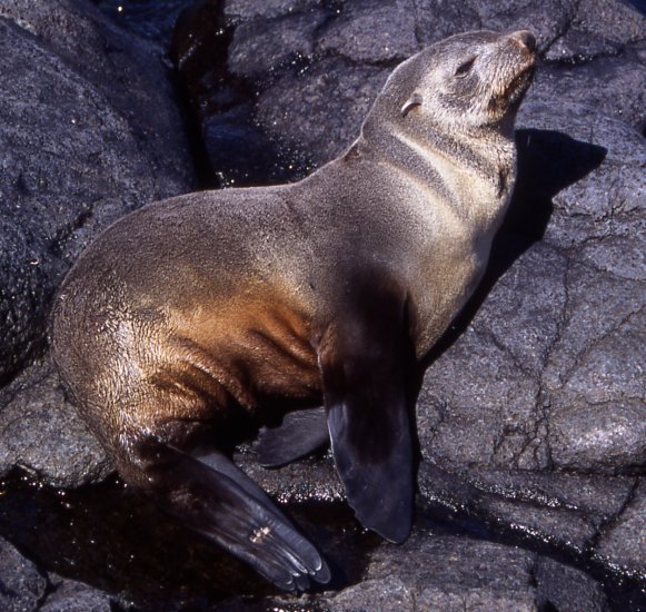Subantarctic fur seal