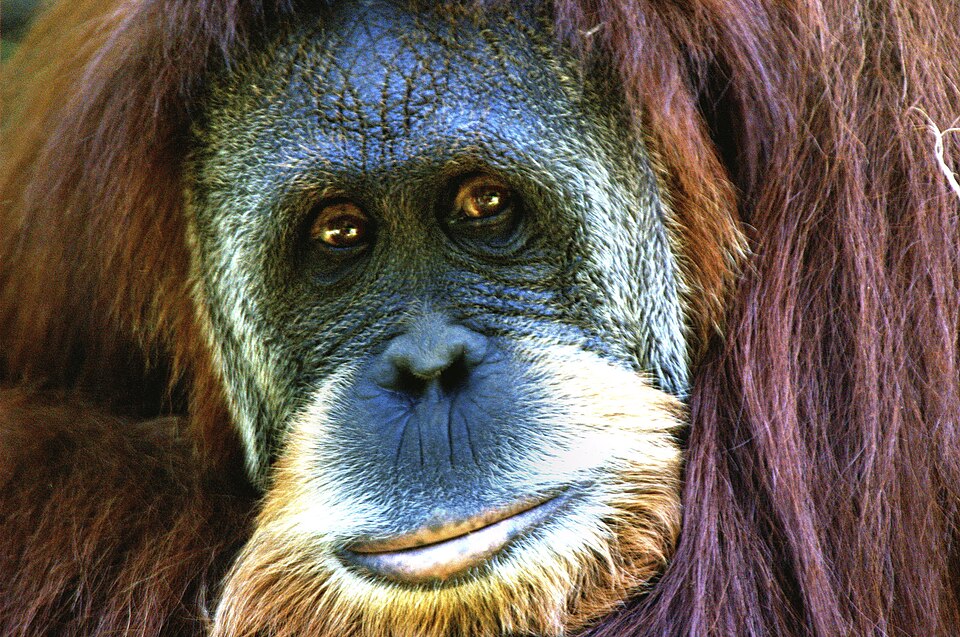 Sumatran orangutan