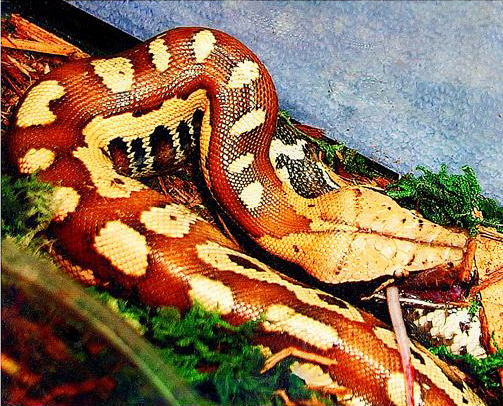 Sumatran short-tailed python