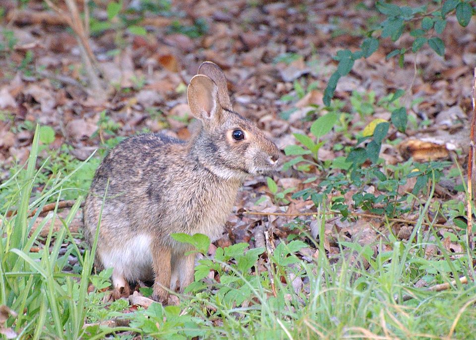 Swamp rabbit