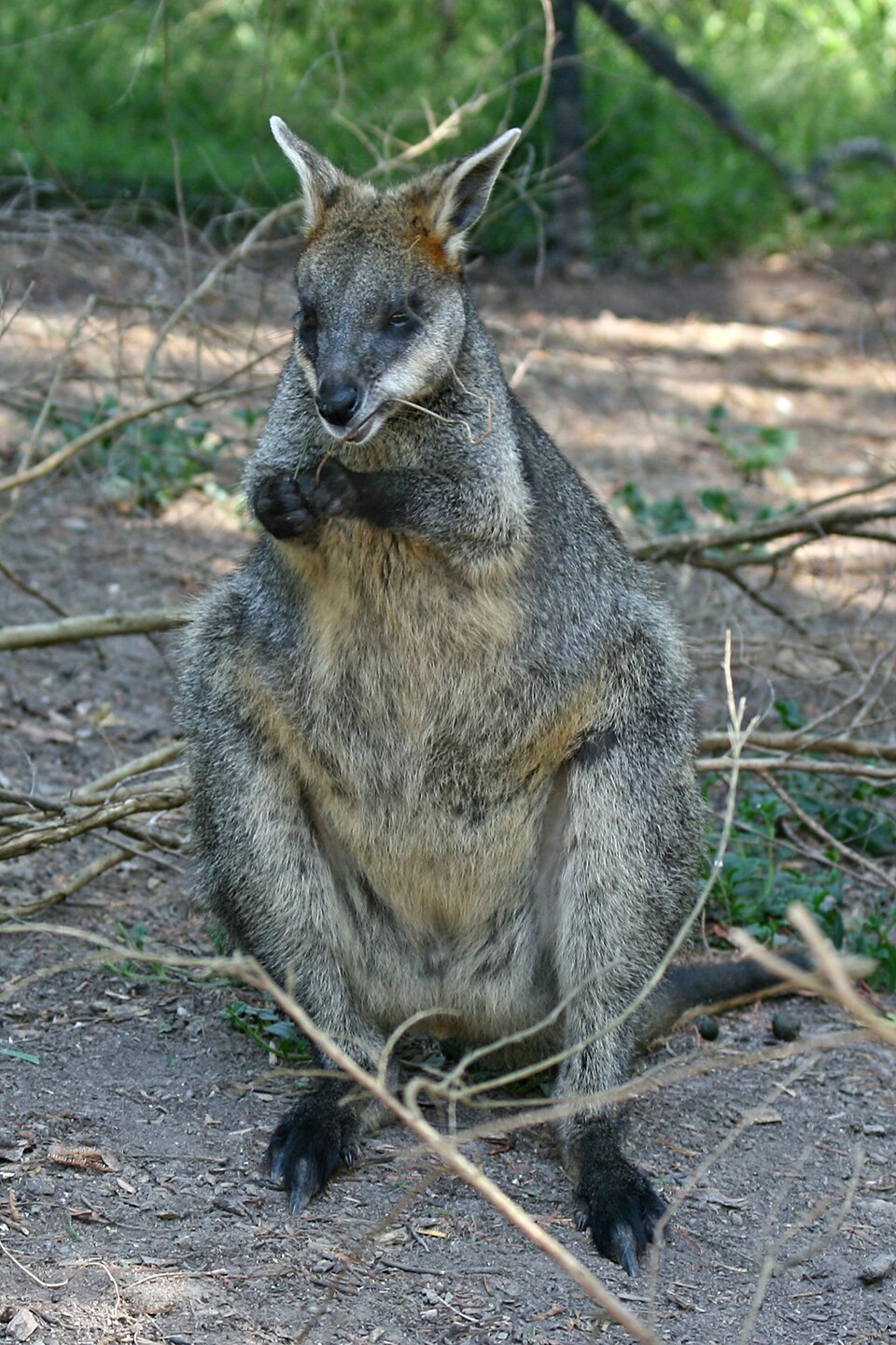 swamp wallaby