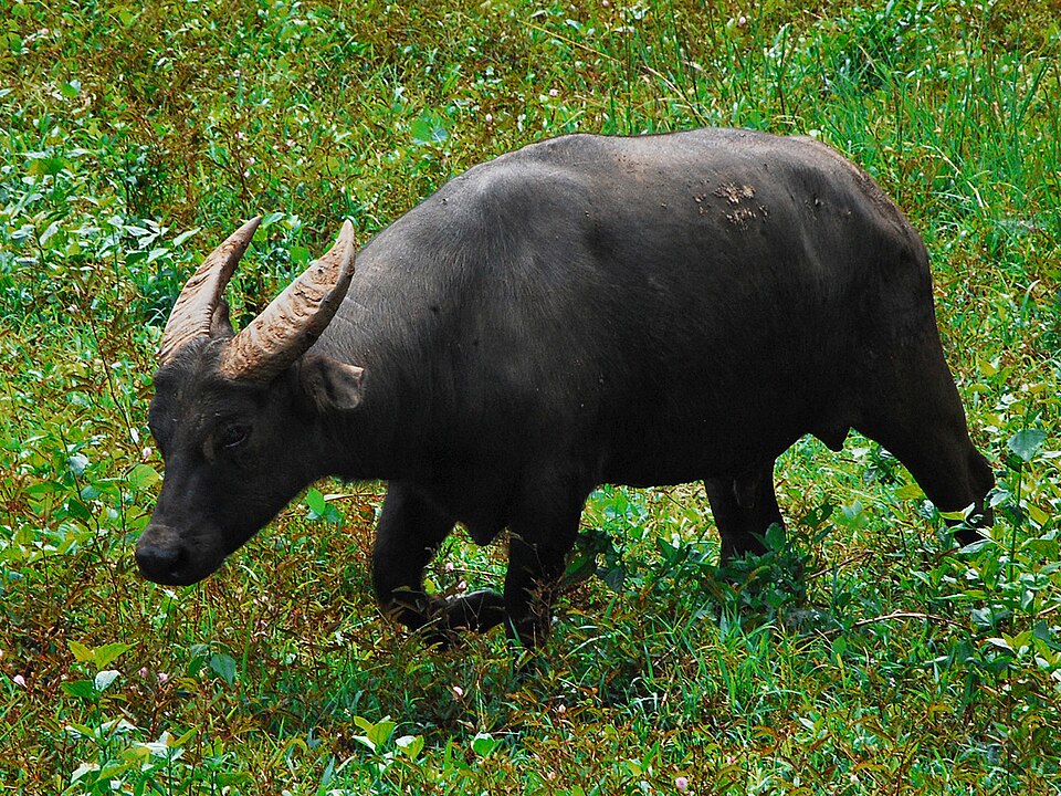 tamaraw