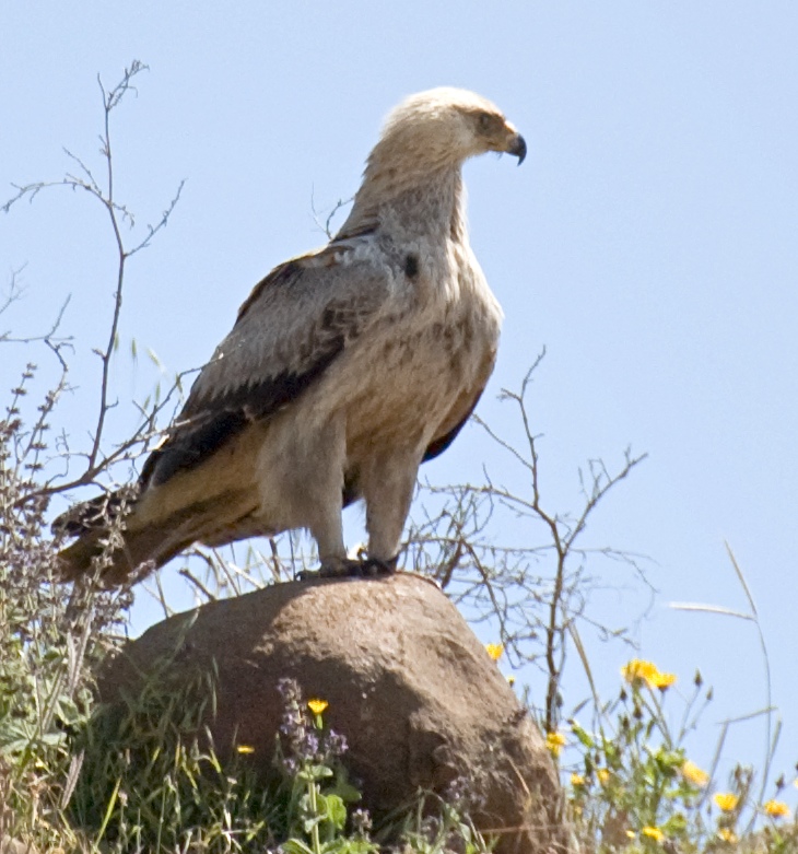Tawny Eagle