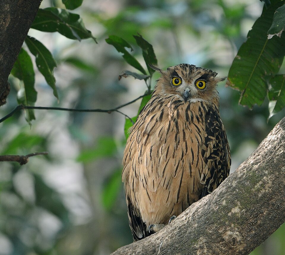 Tawny Fish Owl