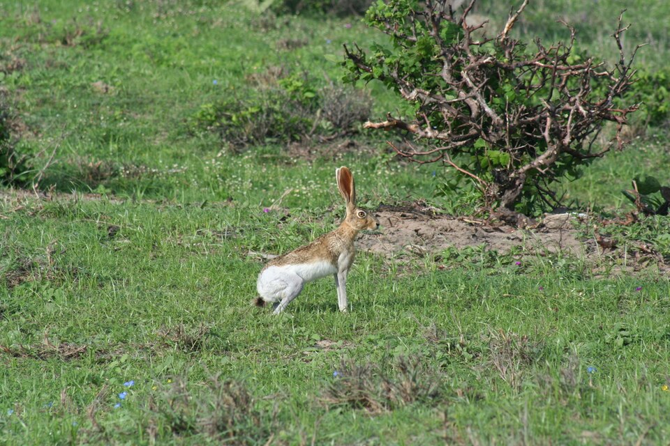 Tehuantepec jackrabbit