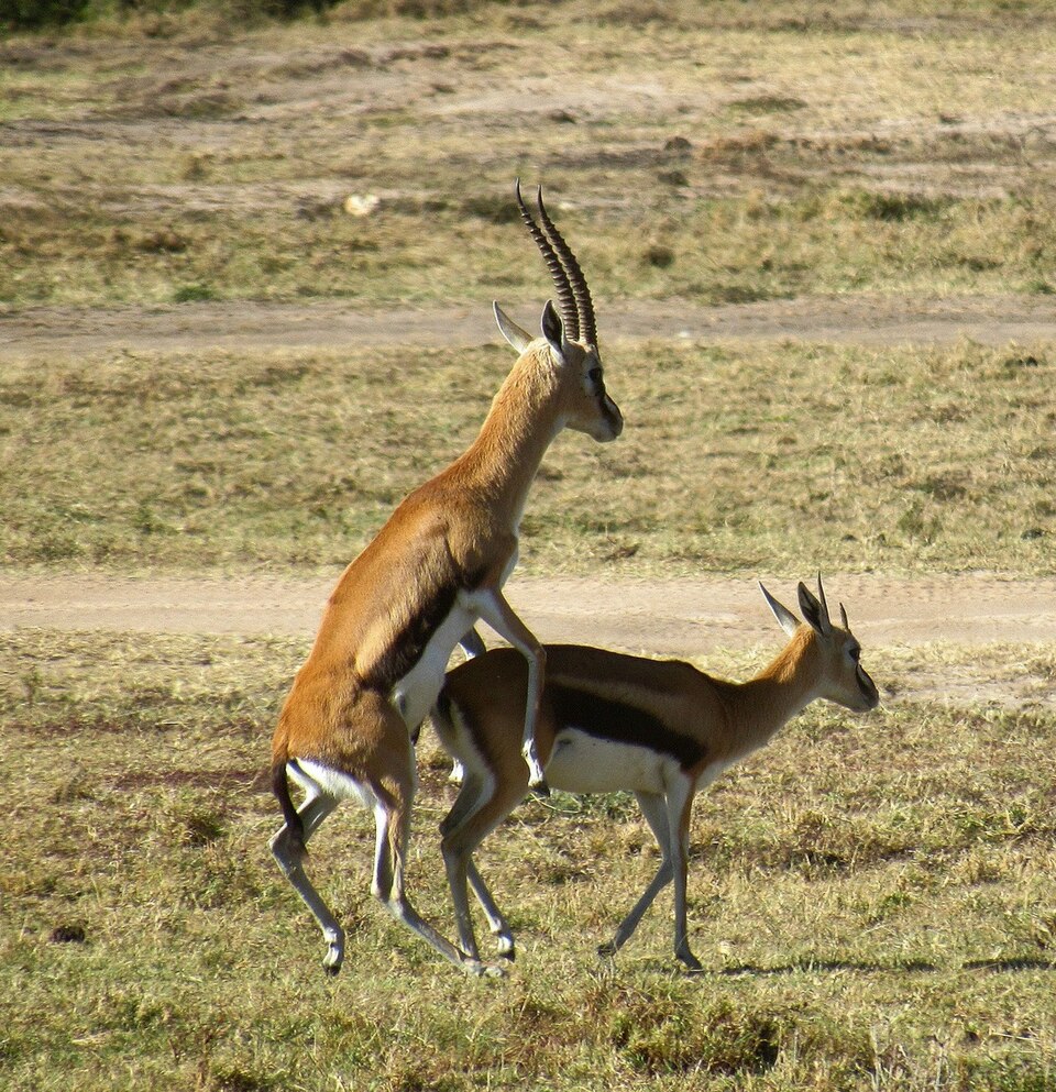 Thomson's gazelle