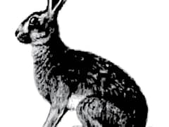 Abyssinian hare