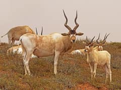 Addax