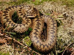 Adder