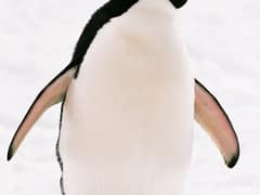 Adelie penguin