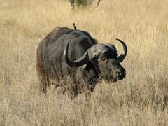 African buffalo