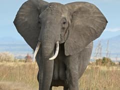 African bush elephant