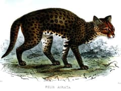 African golden cat