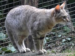 African wildcat