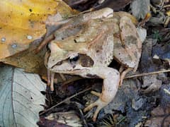 Agile frog
