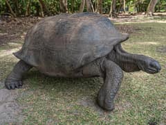 Aldabra giant tortoise