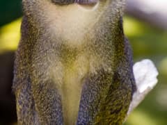 Allen's swamp monkey