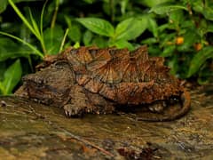Alligator snapping turtle