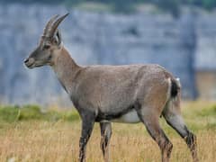 Alpine ibex