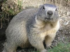 Alpine marmot