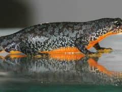 Alpine newt