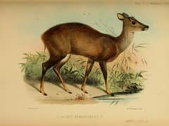 Amazonian brown brocket
