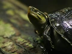 Amboina box turtle