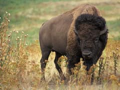American bison