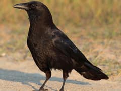 American Crow